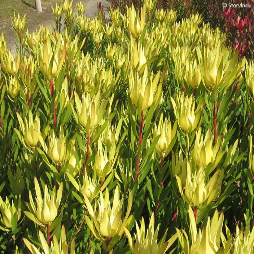 Leucadendron Inca Gold - Kaaps groen (Foliage)