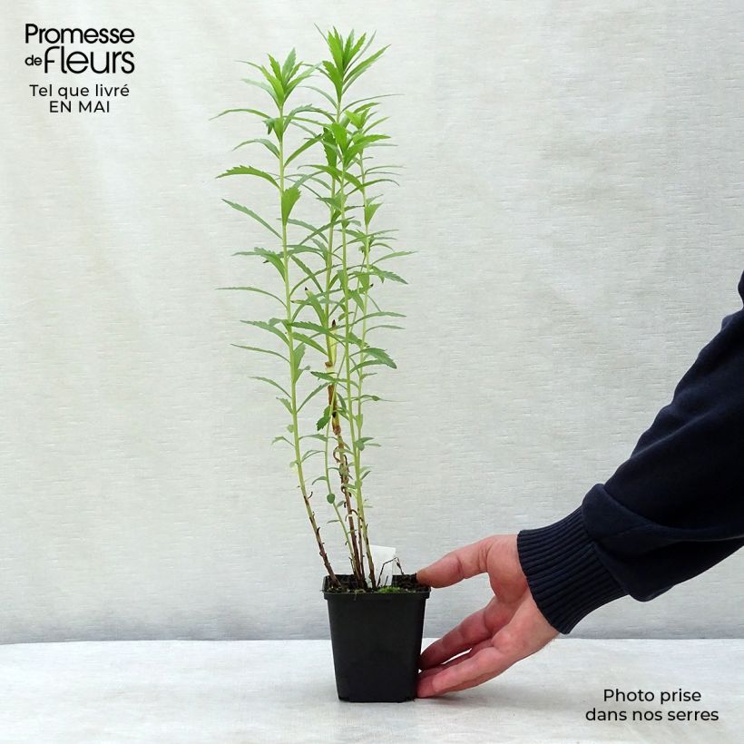 Exemplaar van Leucanthemella serotina - Herfstmargriet Kweekpotje van 8/9 cm zoals geleverd in de lente