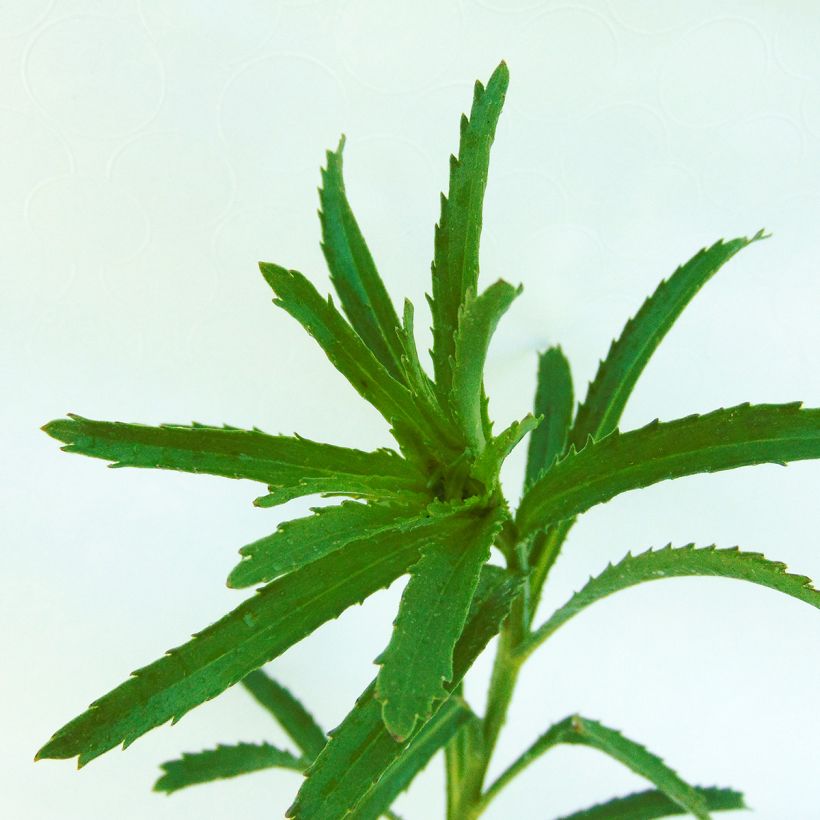 Leucanthemum Aglaia - Margriet (Foliage)