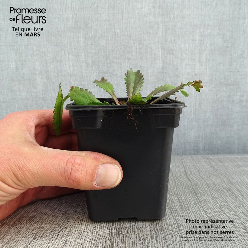 Example of Leucanthemum Aglaia - Grande Marguerite Kweekpotje van 7/8 cm as you get in hiver