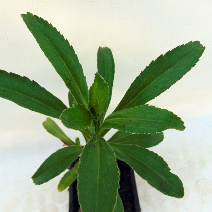 Leucanthemum superbum Banana Cream - Tuinmargriet (Foliage)