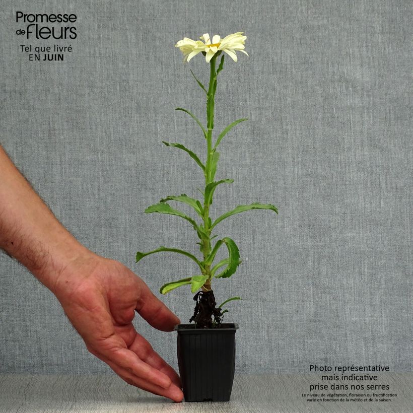 Exemplaar van Leucanthemum superbum Banana Cream - Tuinmargriet Kweekpotje van 7/8 cm zoals geleverd in de zomer