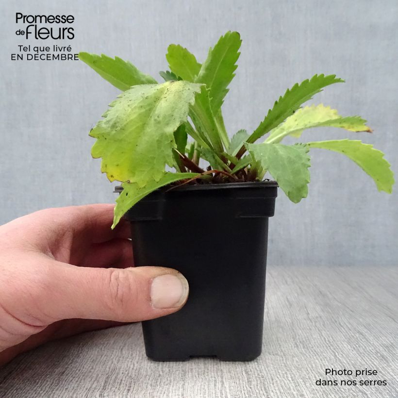 Example of Leucanthemum Banana Cream - Grande marguerite Kweekpotje van 7/8 cm as you get in hiver