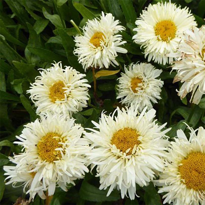 Leucanthemum superbum Kings Crown - Tuinmargriet (Bloei)