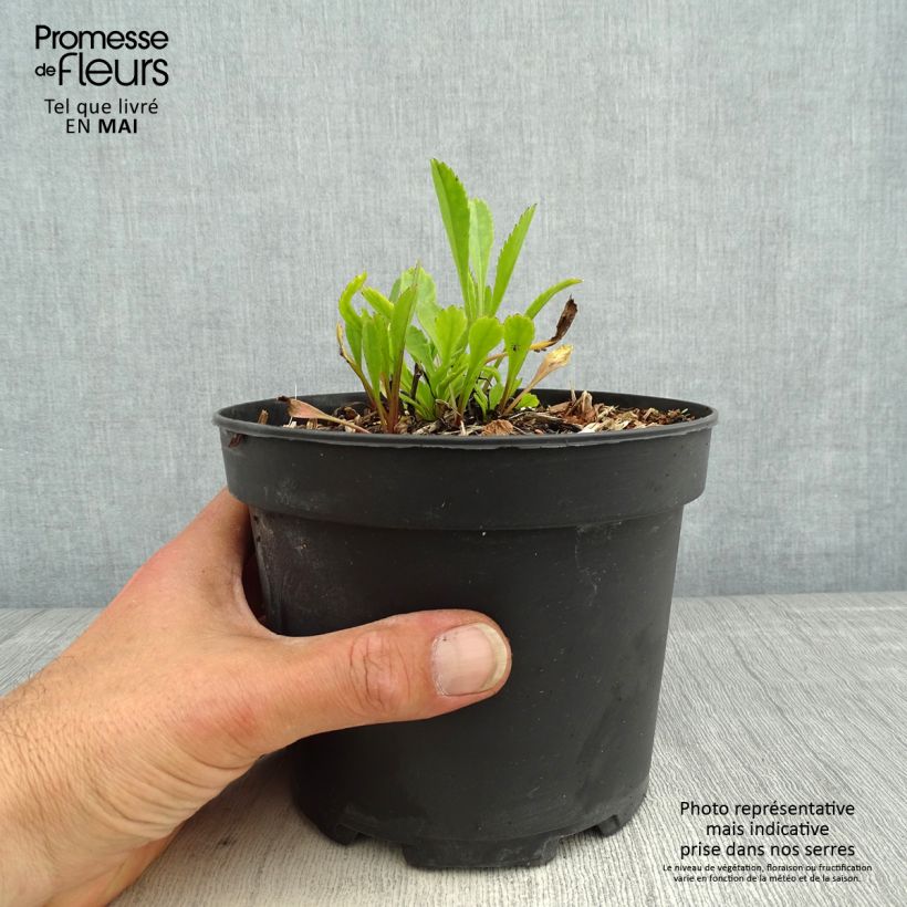 Exemplaar van Leucanthemum Princesse d'Argent - Margriet Pot van 2 l/3 l zoals geleverd in de lente