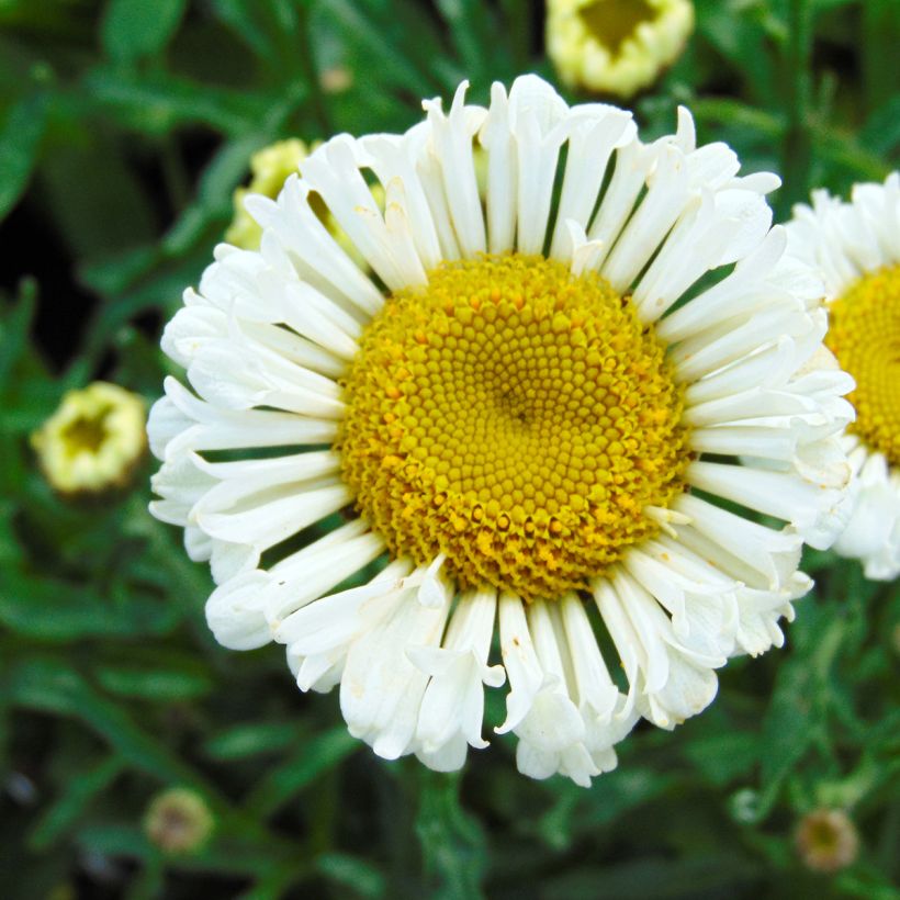 Leucanthemum Real Neat - Tuinmargriet (Flowering)