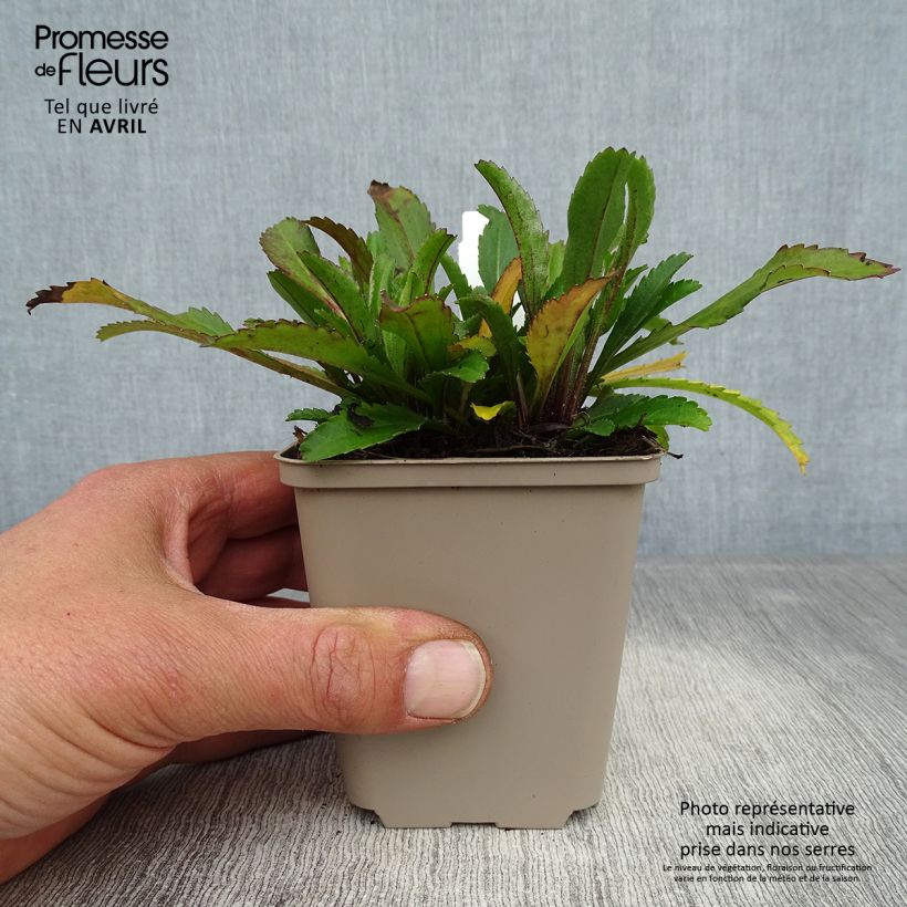 Exemplaar van Leucanthemum Real Neat - Tuinmargriet Kweekpotje van 8/9 cm zoals geleverd in de lente