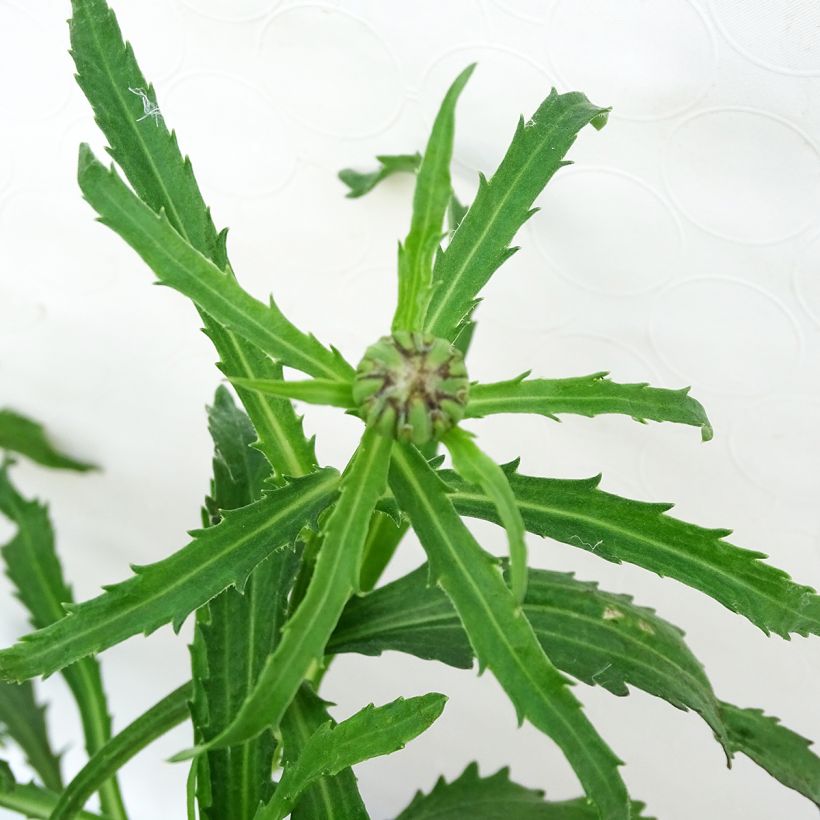 Leucanthemum Shapcott Gossamer - Tuinmargriet (Blad)