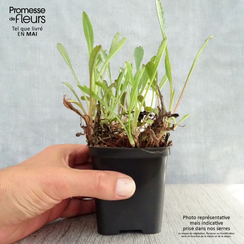 Exemplaar van Leucanthemum Shapcott Gossamer - Tuinmargriet Kweekpotje van 8/9 cm zoals geleverd in de lente