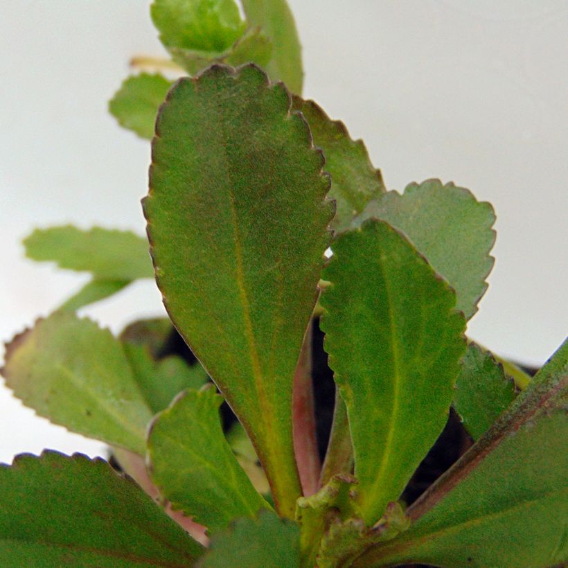 Leucanthemum superbum Shapcott Ruffles - Tuinmargriet (Blad)