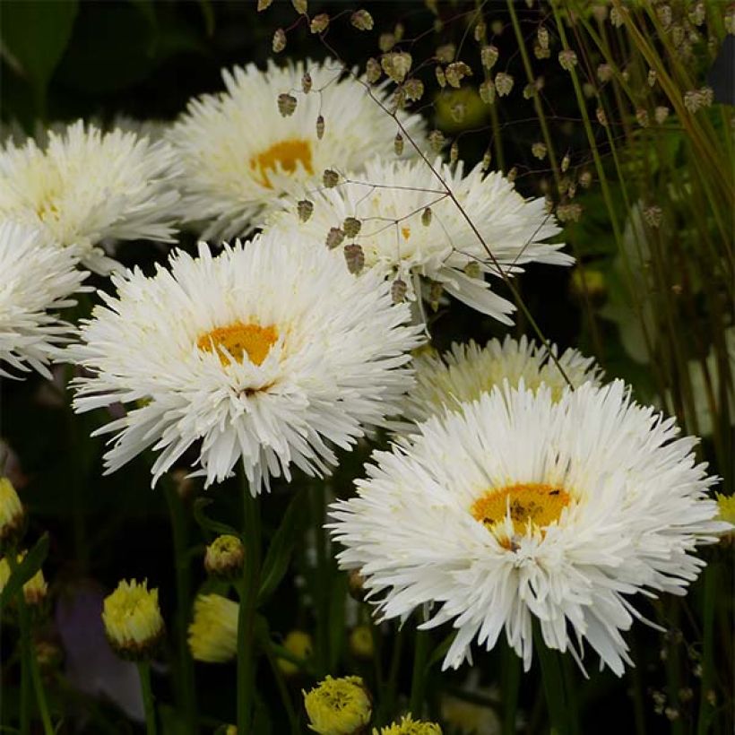 Leucanthemum Shapcott Summer Clouds - Tuinmargriet (Bloei)