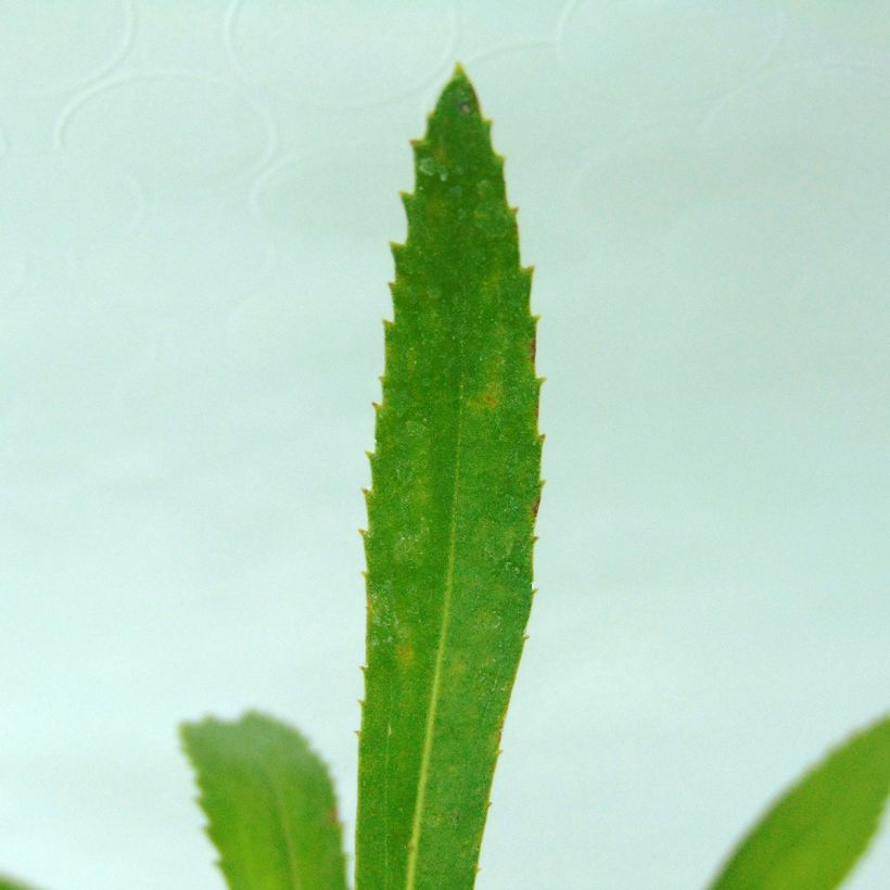 Leucanthemum Shapcott Summer Clouds - Tuinmargriet (Blad)