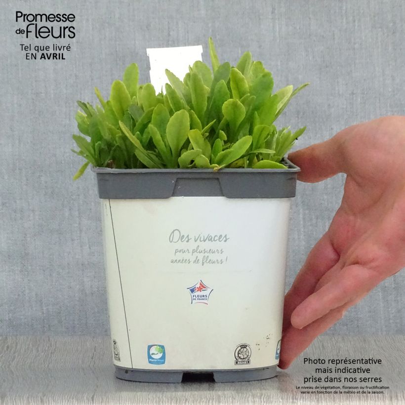 Exemplaar van Leucanthemum Snow Lady - Margriet Pot van 2 l/3 l zoals geleverd in de lente