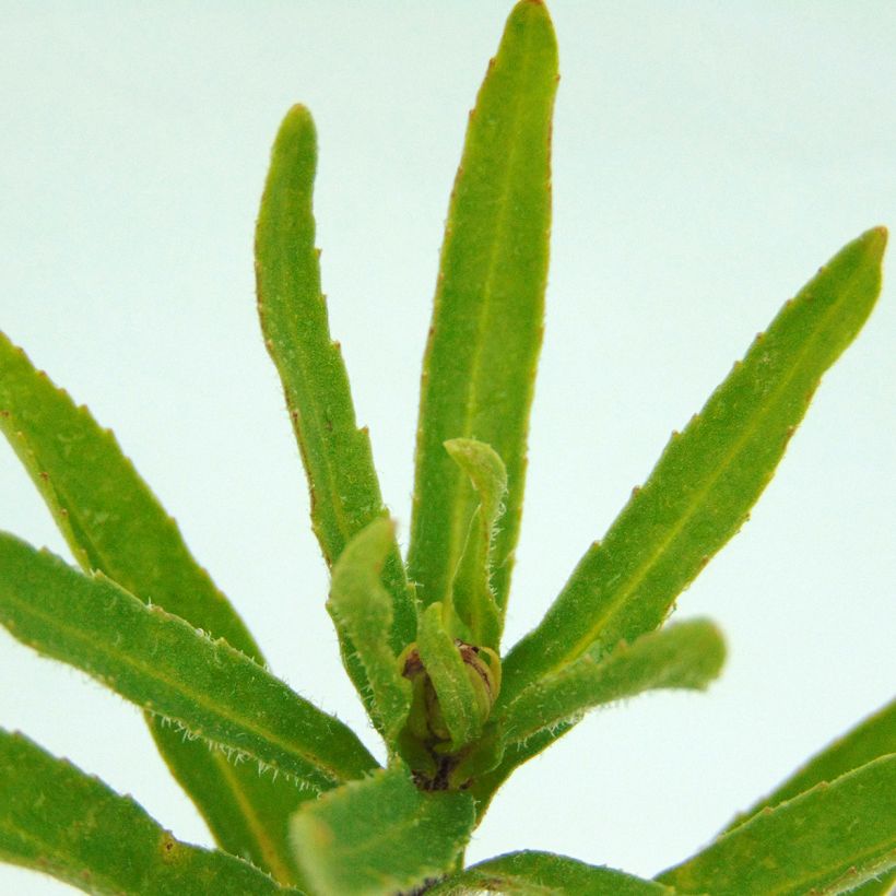 Leucanthemum superbum Victorian Secret - Tuinmargriet (Foliage)