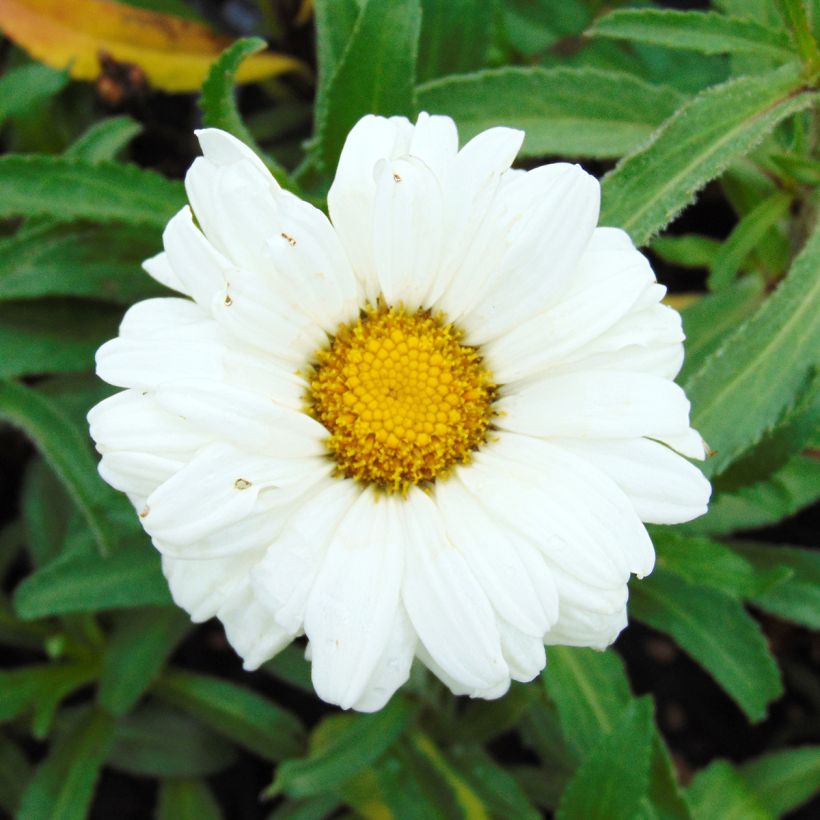 Leucanthemum superbum Victorian Secret - Tuinmargriet (Flowering)