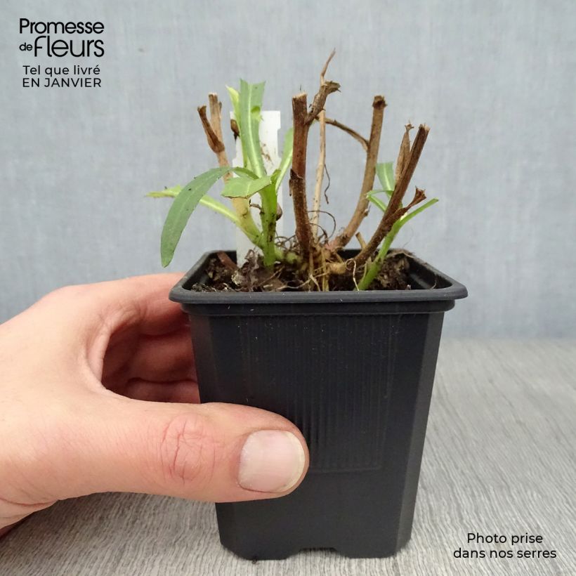 Example of Leucanthemum Victorian Secret - Marguerite à fleurs doubles Kweekpotje van 8/9 cm as you get in hiver