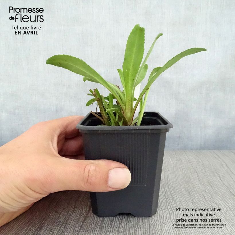 Exemplaar van Leucanthemum superbum Victorian Secret - Tuinmargriet Kweekpotje van 8/9 cm zoals geleverd in de lente