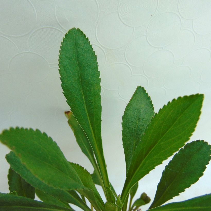 Leucanthemum maximum Etoile d'Anvers - Margriet (Foliage)