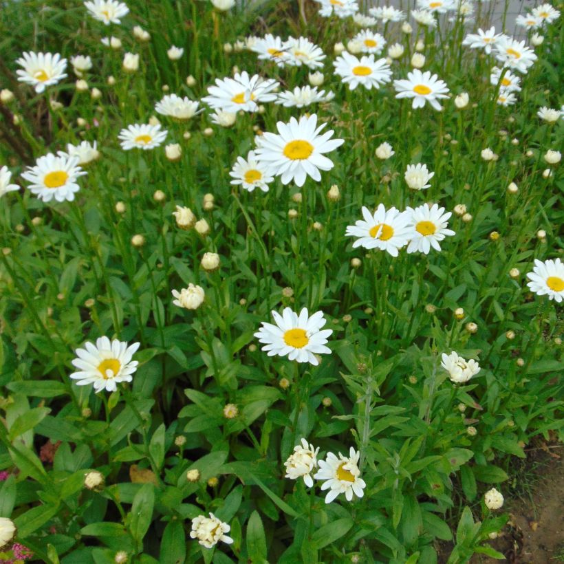 Leucanthemum superbum Becky - Tuinmargriet (Flowering)