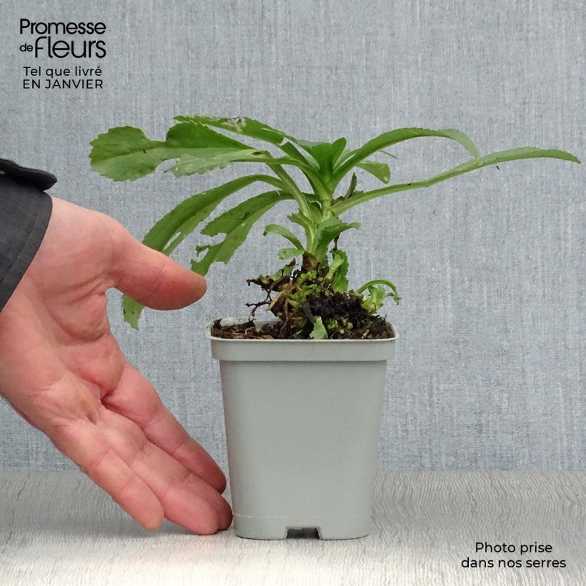 Example of Leucanthemum superbum Becky - Tuinmargriet Kweekpotje van 8/9 cm as you get in hiver