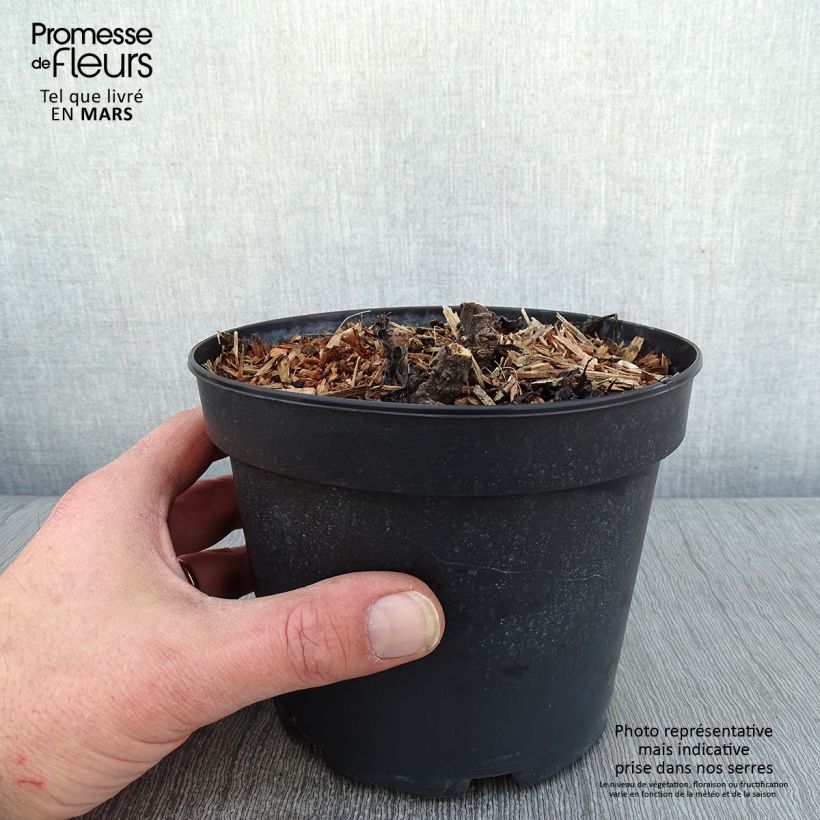 Example of Leucanthemum superbum Becky - Tuinmargriet Pot van 2 l/3 l as you get in hiver