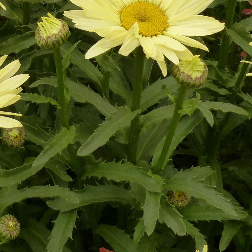 Leucanthemum superbum Broadway Lights - Tuinmargriet (Foliage)