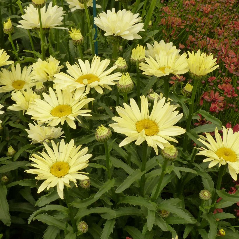 Leucanthemum superbum Broadway Lights - Tuinmargriet (Flowering)