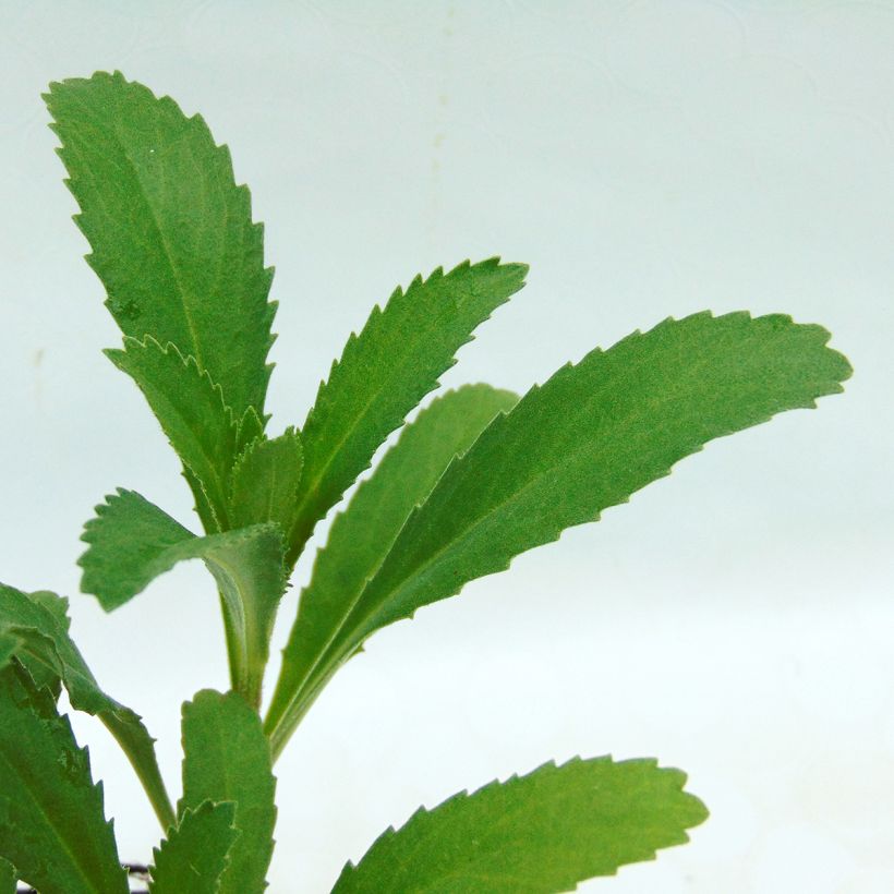 Tuinmargriet Christine Hagemann - Leucanthemum superbum (Foliage)