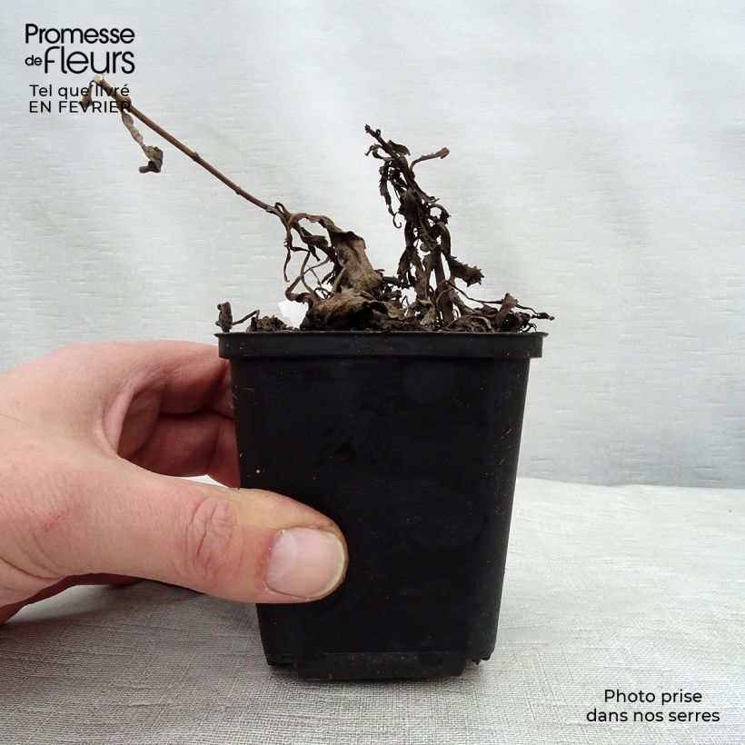 Example of Leucanthemum superbum Christine Hagemann - Grande marguerite Kweekpotje van 8/9 cm as you get in hiver