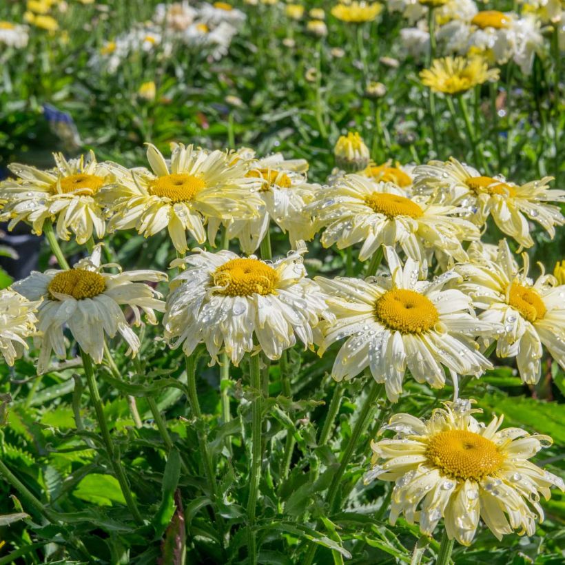 Leucanthemum superbum Goldfinch - Tuinmargriet (Plant habit)