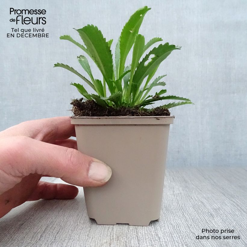 Example of Leucanthemum superbum Goldfinch - Grande marguerite Kweekpotje van 8/9 cm as you get in hiver