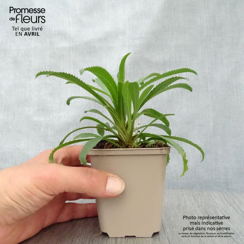 Exemplaar van Leucanthemum superbum Goldfinch - Tuinmargriet Kweekpotje van 8/9 cm zoals geleverd in de lente