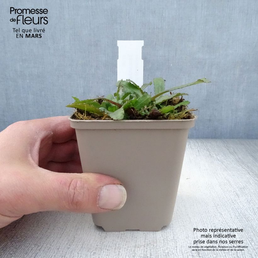 Exemplaar van Leucanthemum superbum Luna - Tuinmargriet Kweekpotje van 8/9 cm zoals geleverd in de lente