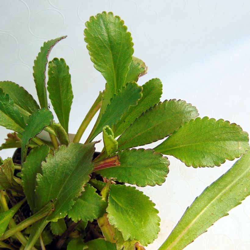 Leucanthemum superbum Old Court - Tuinmargriet (Foliage)