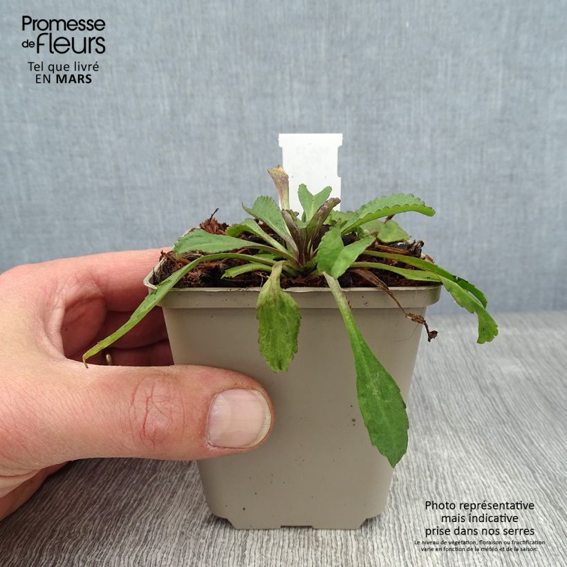 Example of Leucanthemum superbum Old Court - Grande Marguerite  Kweekpotje van 8/9 cm as you get in hiver