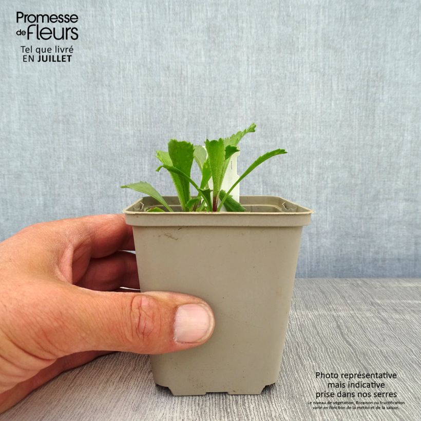 Exemplaar van Leucanthemum superbum Real Galaxy - Tuinmargriet Kweekpotje van 8/9 cm zoals geleverd in de zomer