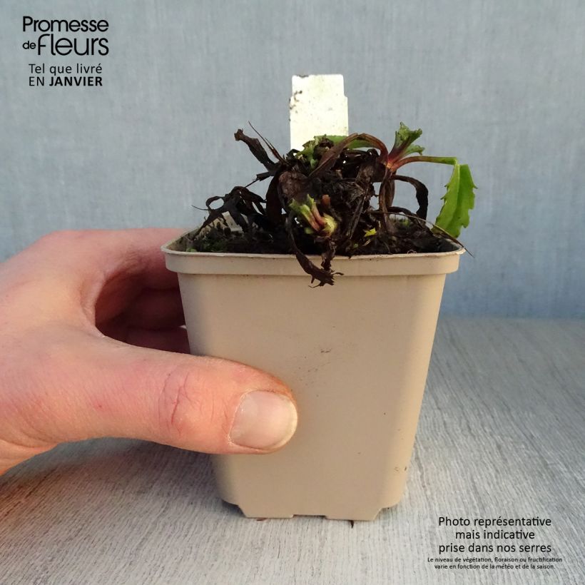 Example of Leucanthemum superbum Real Galaxy - Grande marguerite Kweekpotje van 8/9 cm as you get in hiver