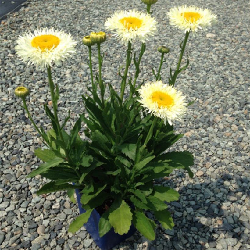 Leucanthemum superbum Real Glory - Tuinmargriet (Plant habit)