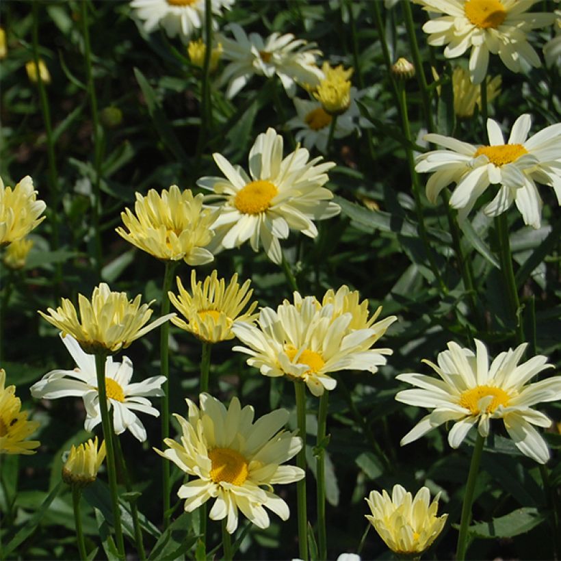 Leucanthemum superbum Sonnenschein - Tuinmargriet (Bloei)
