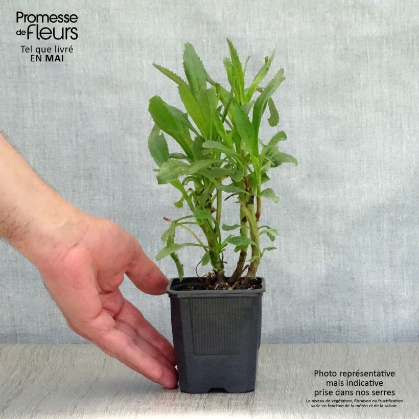 Exemplaar van Leucanthemum superbum Sonnenschein - Tuinmargriet Kweekpotje van 8/9 cm zoals geleverd in de lente