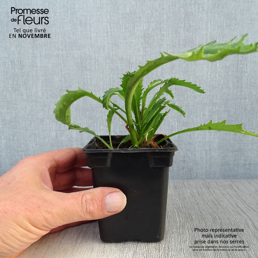 Exemplaar van Leucanthemum superbum Wirral Supreme - Margriet Kweekpotje van 7/8 cm zoals geleverd in de herfst