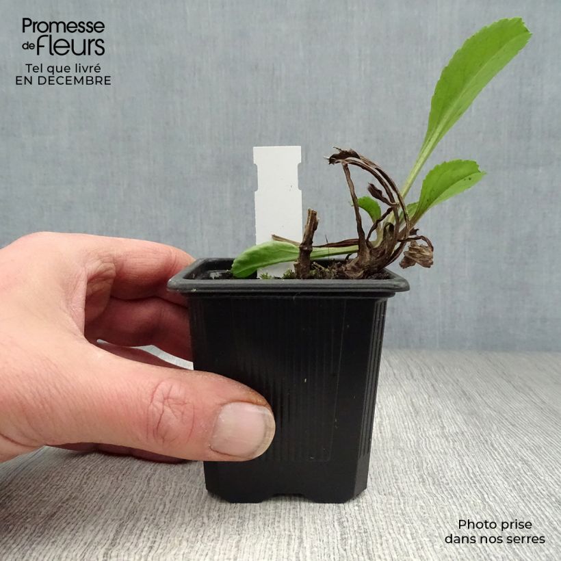 Example of Leucanthemum superbum Wirral Supreme - Grande Marguerite Kweekpotje van 7/8 cm as you get in hiver