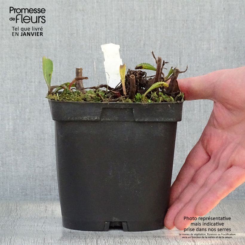 Example of Leucanthemum superbum Wirral Supreme - Grande Marguerite Pot van 2 l/3 l as you get in hiver