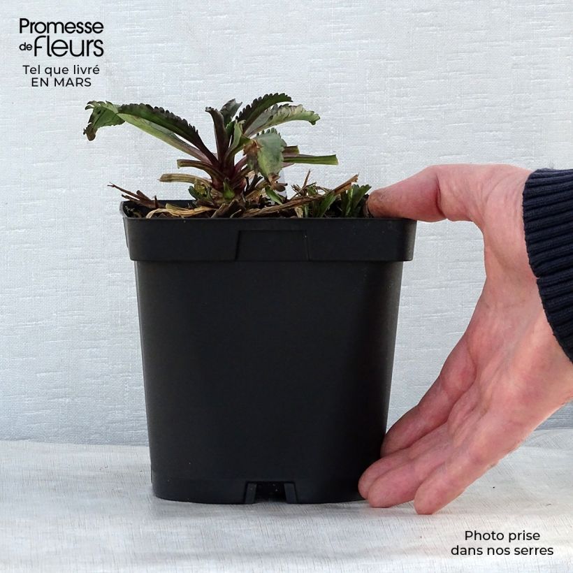 Exemplaar van Leucanthemum superbum Wirral Supreme - Margriet Pot van 2 l/3 l zoals geleverd in de lente