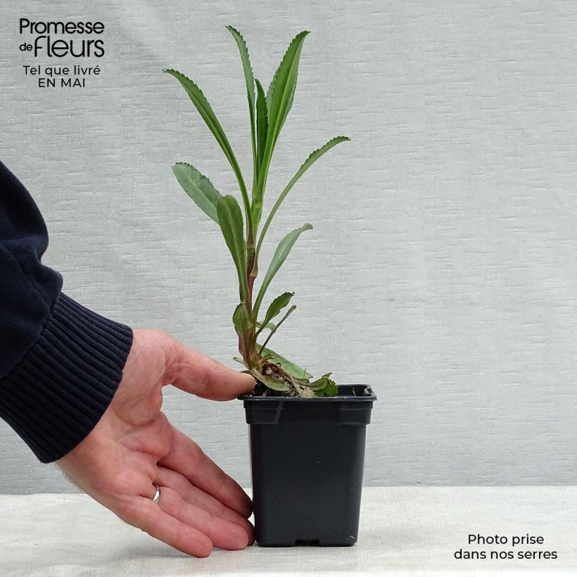 Exemplaar van Leucanthemum superbum Wirral Supreme - Margriet Kweekpotje van 7/8 cm zoals geleverd in de lente