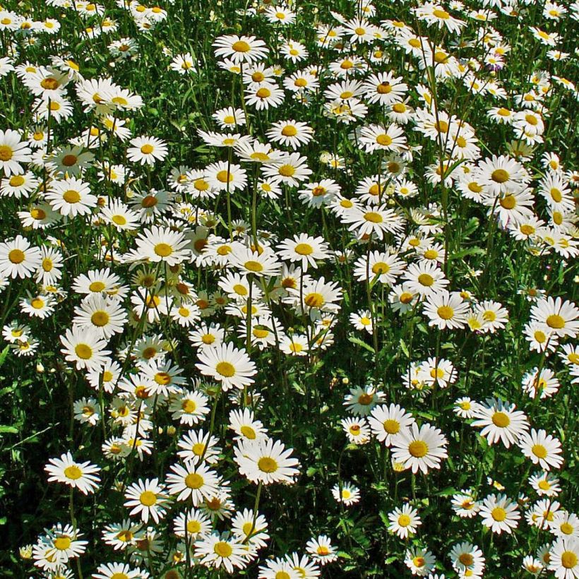 Leucanthemum vulgare - Margriet (Flowering)