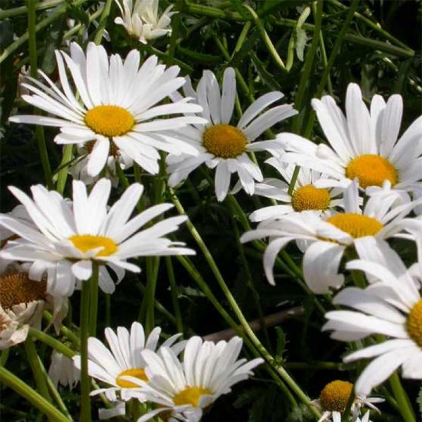 Leucanthemum vulgare Maikonigin - Margriet (Flowering)