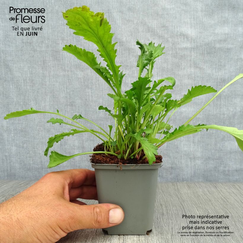 Exemplaar van Leucanthemum vulgare Maikonigin - Margriet Kweekpotje van 8/9 cm zoals geleverd in de zomer