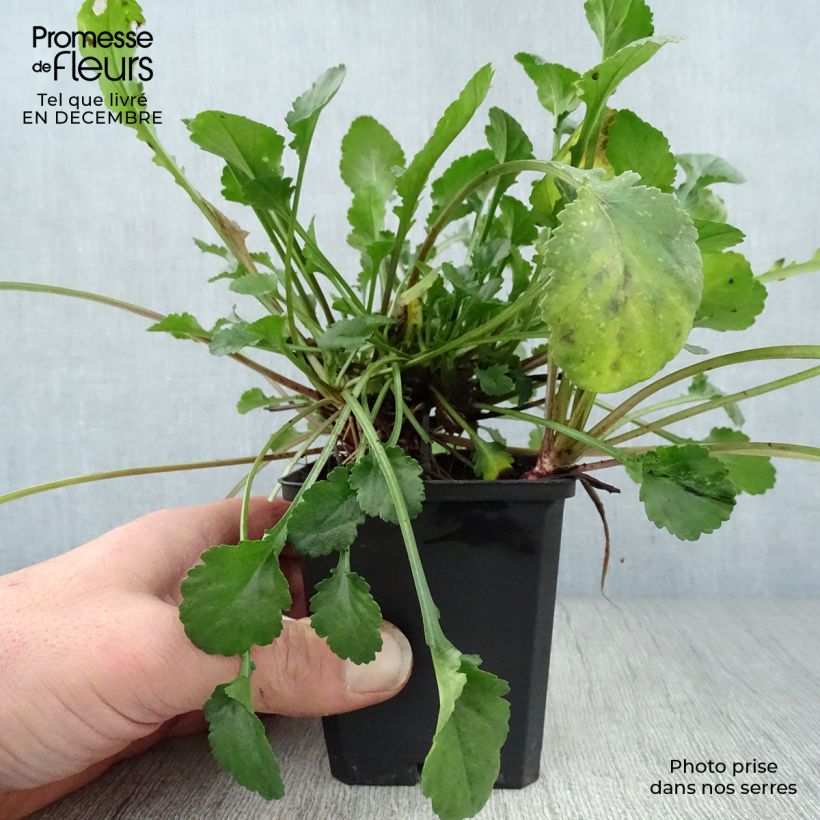 Example of Leucanthemum vulgare Maikonigin - Marguerite Reine de Mai Kweekpotje van 8/9 cm as you get in hiver