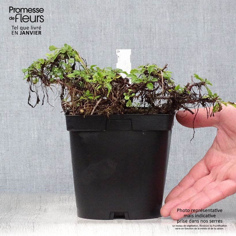 Example of Leucanthemum vulgare - Marguerite commune. Pot van 2 l/3 l as you get in hiver